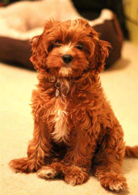 cabapo|Cavapoo Dog Breed & Adoption Information 